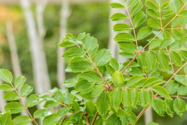 Aralie Aralia elata arbuste Aralia elata arbuste