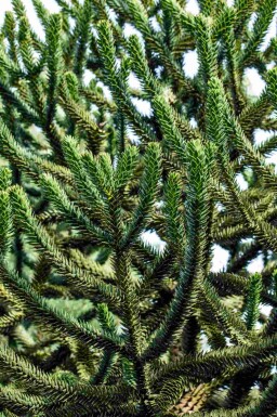 Désespoir des singes Araucaria araucana arbuste Araucaria araucana arbuste