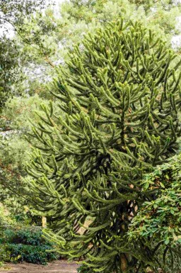 Désespoir des singes Araucaria araucana arbuste Araucaria araucana arbuste
