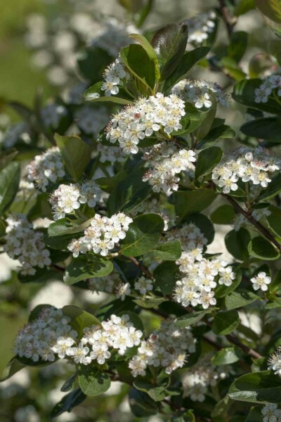 Aronia prunifolia 'Viking' arbuste 125-150 cm