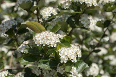 Aronie Aronia prunifolia 'Viking' arbuste Aronia prunifolia 'Viking' arbuste