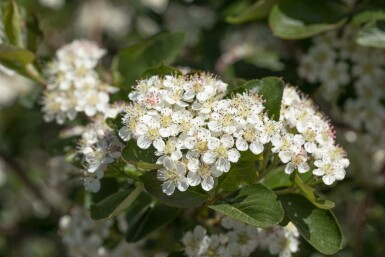 Aronia prunifolia 'Viking' arbuste 125-150 cm