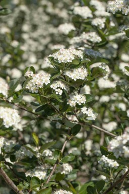 Aronia prunifolia 'Viking' arbuste 125-150 cm