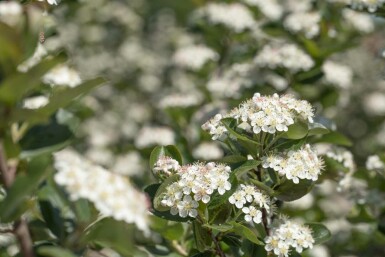 Aronia prunifolia 'Viking' arbuste 125-150 cm