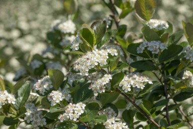 Aronia prunifolia 'Viking' arbuste 125-150 cm