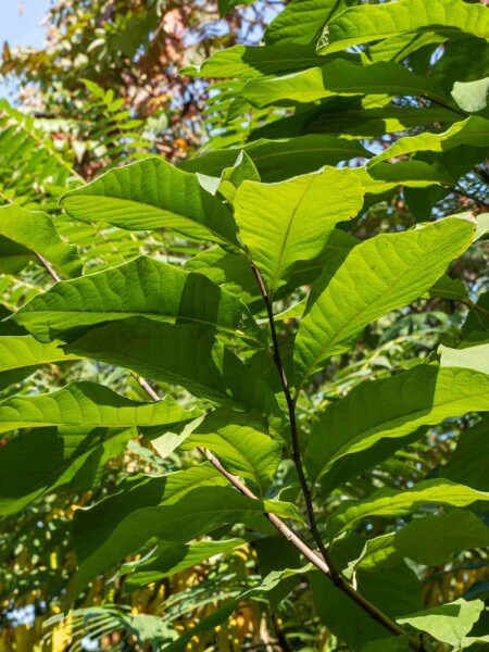 Asiminier trilobé Asimina triloba arbuste Asimina triloba arbuste