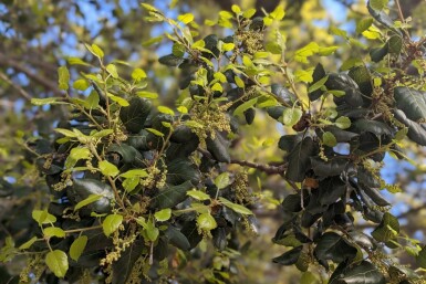 Azara buissonnant Azara microphylla arbuste Azara microphylla arbuste