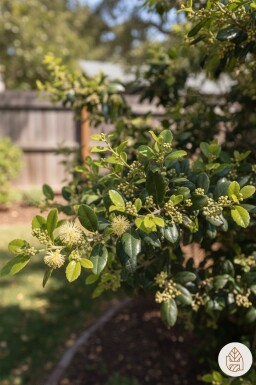 Azara microphylla arbuste 40-45 cm