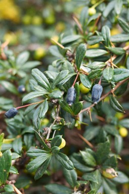 Berbéris Berberis candidula arbuste Berberis candidula