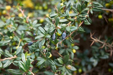 Berbéris Berberis candidula arbuste Berberis candidula