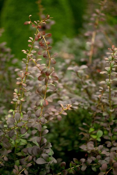 Berberis thunbergii arbuste 60-80 cm