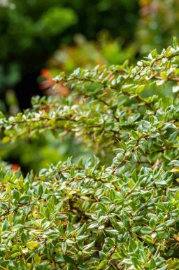 Buisson épineux Berberis verruculosa arbuste Berberis verruculosa arbuste