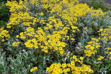 Séneçon Brachyglottis 'Sunshine' arbuste Brachyglottis 'Sunshine' arbuste