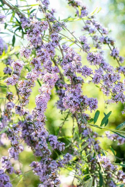 Arbre aux papillons Buddleja alternifolia arbuste Buddleja alternifolia arbuste