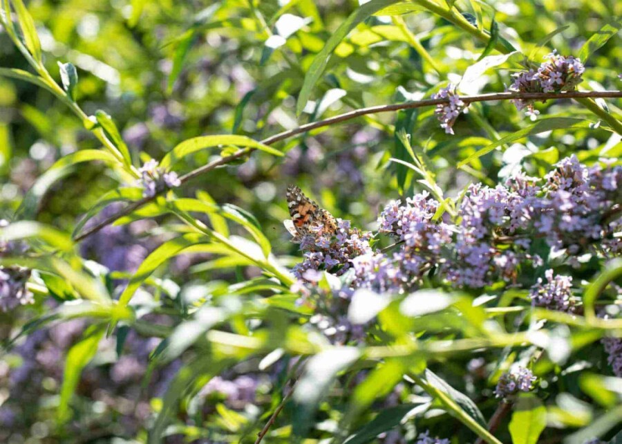 Arbre aux papillons Buddleja alternifolia arbuste Buddleja alternifolia arbuste
