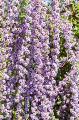Arbre aux papillons Buddleja alternifolia arbuste Buddleja alternifolia arbuste