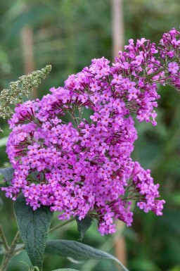 Arbre à papillons Buddleja davidii 'Border Beauty' arbuste Buddleja davidii 'Border Beauty' arbuste