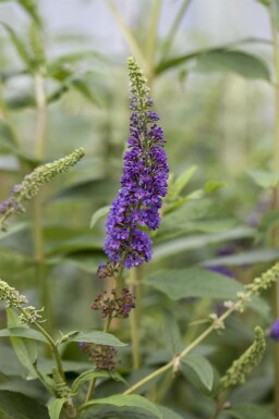 Buddleja davidii 'Empire Blue' arbuste 60-80 cm