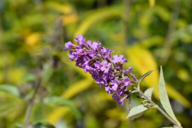 Arbre aux papillons Buddleja davidii 'Free Petite Dark Pink' arbuste Buddleja davidii 'Free Petite Dark Pink'