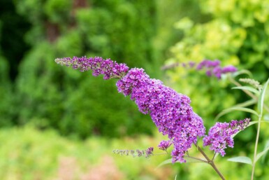 Arbre aux papillons Buddleja davidii 'Ile de France' arbuste Buddleja davidii 'Ile de France' arbuste