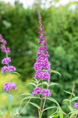 Arbre aux papillons Buddleja davidii 'Ile de France' arbuste Buddleja davidii 'Ile de France' arbuste