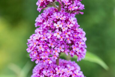Arbre aux papillons Buddleja davidii 'Ile de France' arbuste Buddleja davidii 'Ile de France' arbuste