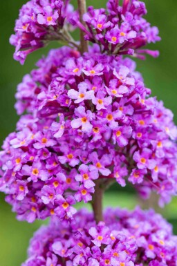 Arbre aux papillons Buddleja davidii 'Ile de France' arbuste Buddleja davidii 'Ile de France' arbuste
