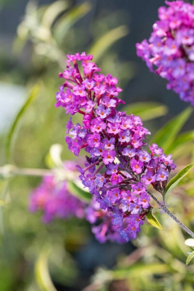 Buddleja davidii 'Nanho Purple' arbuste 40-60 cm