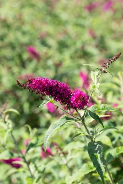 Arbre aux papillons Buddleja 'Miss Ruby' arbuste Buddleja 'Miss Ruby' arbuste