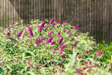 Arbre aux papillons Buddleja 'Miss Ruby' arbuste Buddleja 'Miss Ruby'