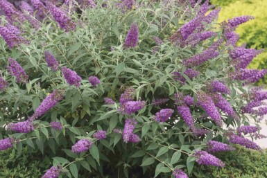 Arbre aux papillons Buddleja 'Purple Chip' arbuste Buddleja 'Purple Chip' arbuste