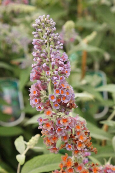 Arbre aux papillons Buddleja weyeriana 'Flower Power' arbuste Buddleja weyeriana 'Flower Power' arbuste