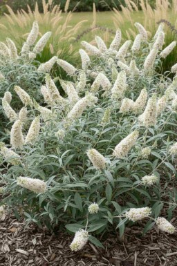 Buddleia blanc Buddleja 'White Ball' arbuste Buddleja 'White Ball' arbuste