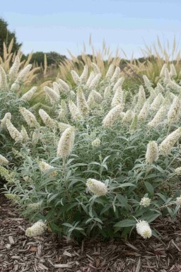 Buddleia blanc Buddleja 'White Ball' arbuste Buddleja 'White Ball' arbuste