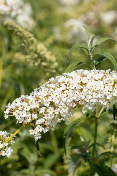 Buddleja 'White Chip' arbuste 40-50 cm