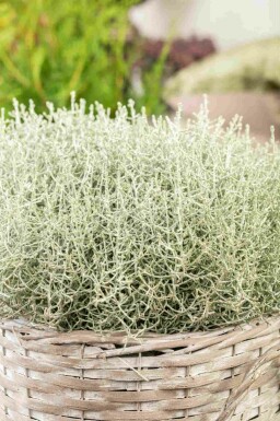 Buisson argenté Calocephalus brownii arbuste Calocephalus brownii arbuste