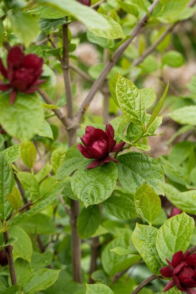 Calycanthus 'Hartlage Wine' arbuste 80-100 cm