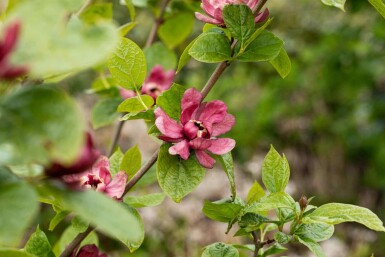 Calycanthe Calycanthus 'Hartlage Wine' arbuste Calycanthus 'Hartlage Wine' arbuste