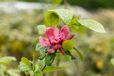 Calycanthus 'Hartlage Wine' arbuste 80-100 cm