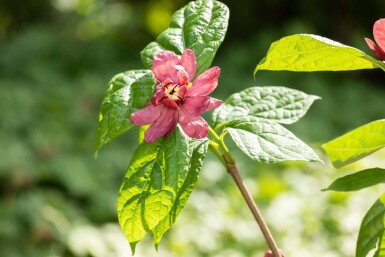 Calycanthus 'Hartlage Wine' arbuste 80-100 cm