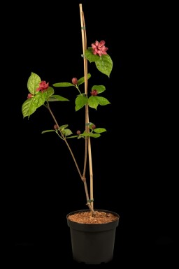 Calycanthus 'Hartlage Wine' arbuste 80-100 cm