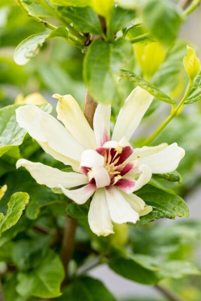 Calycanthus 'Venus' arbuste 60-80 cm