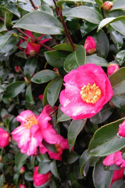 Camélia du japon Camellia sasanqua arbuste Camellia sasanqua arbuste