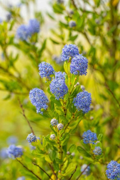 Céanothe Ceanothus impressus 'Victoria' arbuste Ceanothus impressus 'Victoria' arbuste
