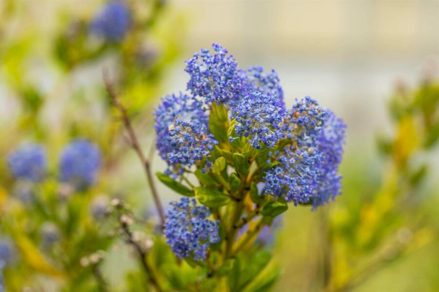 Céanothe Ceanothus impressus 'Victoria' arbuste Ceanothus impressus 'Victoria' arbuste