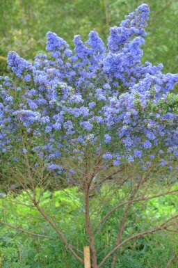 Céanothe Ceanothus 'Puget Blue' arbuste Ceanothus 'Puget Blue' arbuste