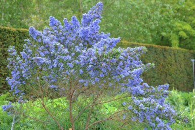 Céanothe Ceanothus 'Puget Blue' arbuste Ceanothus 'Puget Blue' arbuste
