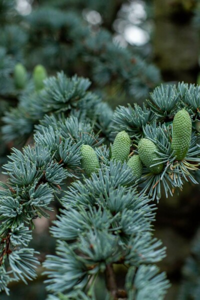 Cèdre du liban Cedrus libani 'Glauca' arbuste Cedrus libani 'Glauca' arbuste