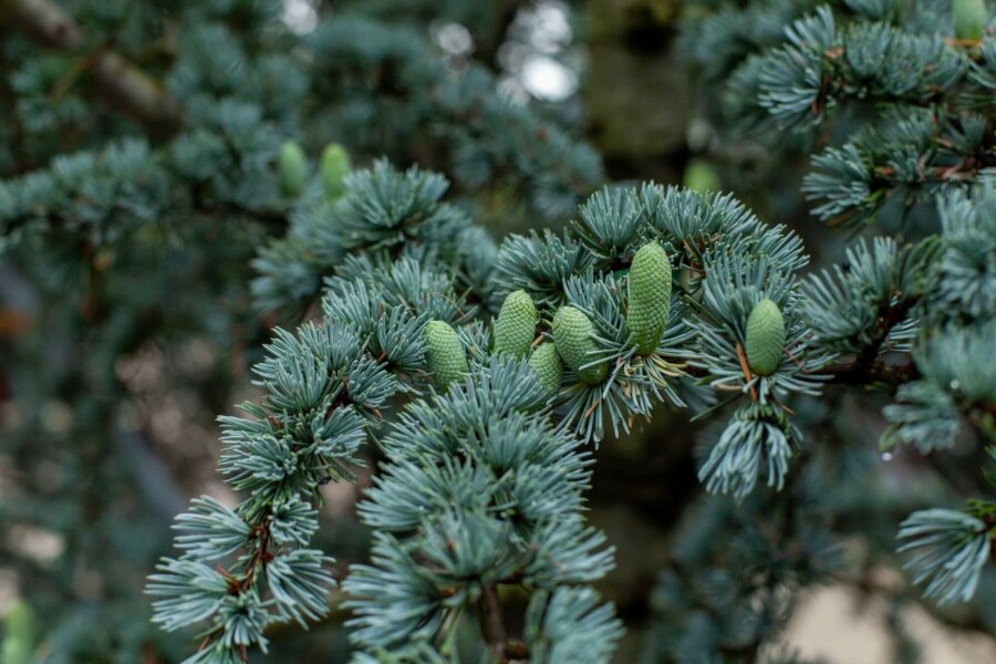 Cèdre du liban Cedrus libani 'Glauca' arbuste Cedrus libani 'Glauca' arbuste