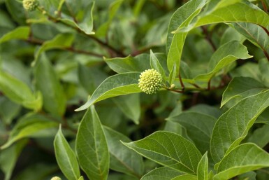 Cephalanthus occidentalis arbuste 80-100 cm